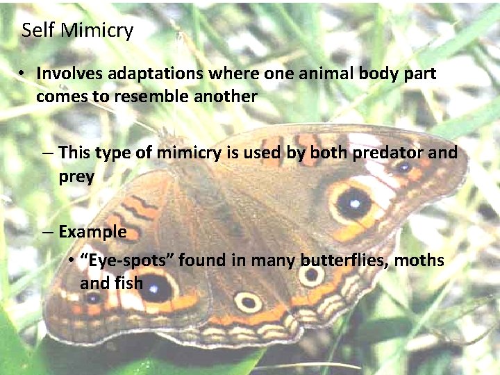 Self Mimicry • Involves adaptations where one animal body part comes to resemble another