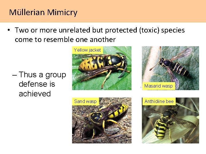 Müllerian Mimicry • Two or more unrelated but protected (toxic) species come to resemble