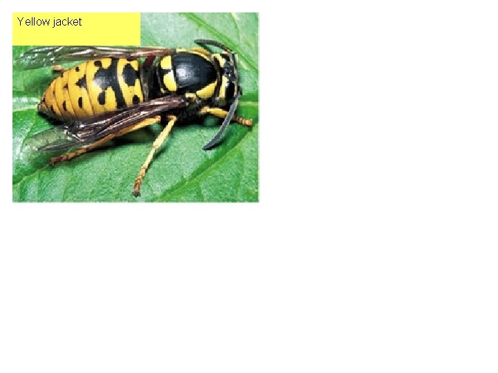 Yellow jacket 