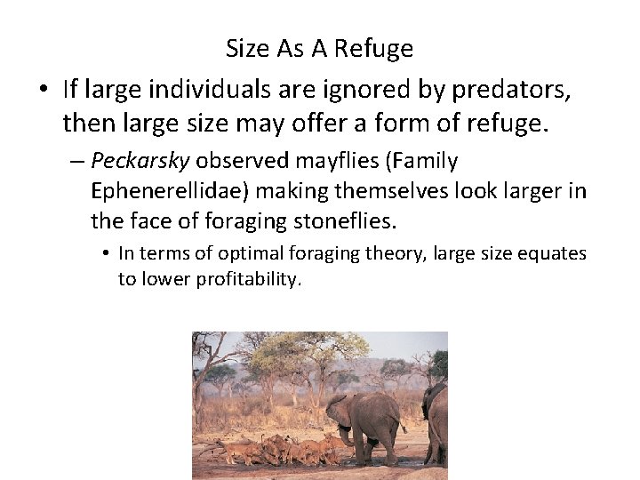 Size As A Refuge • If large individuals are ignored by predators, then large