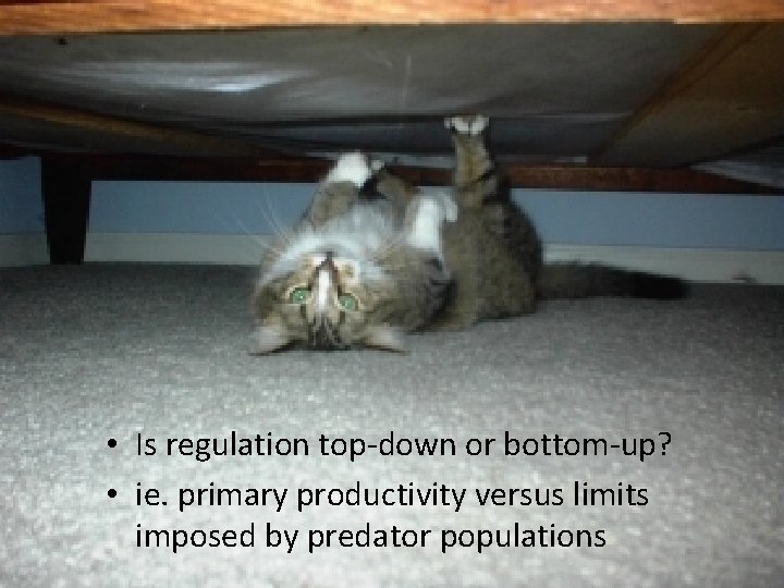  • Is regulation top-down or bottom-up? • ie. primary productivity versus limits imposed