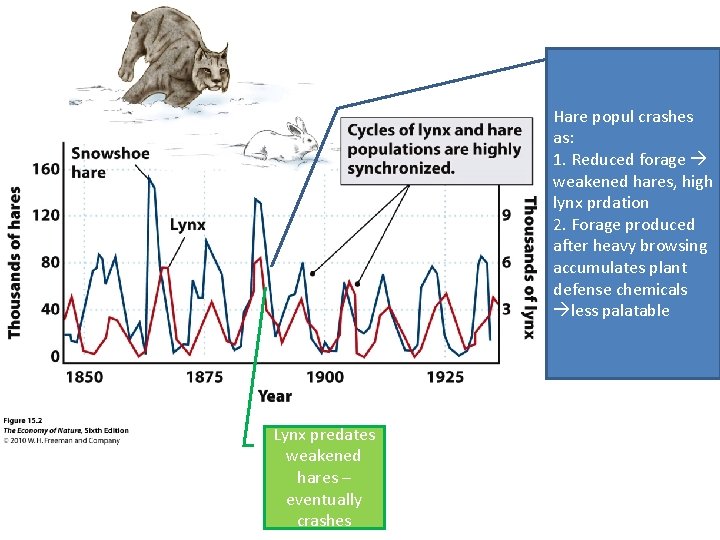 Hare popul crashes as: 1. Reduced forage weakened hares, high lynx prdation 2. Forage