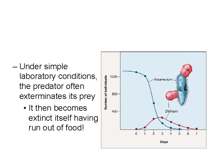 – Under simple laboratory conditions, the predator often exterminates its prey • It then