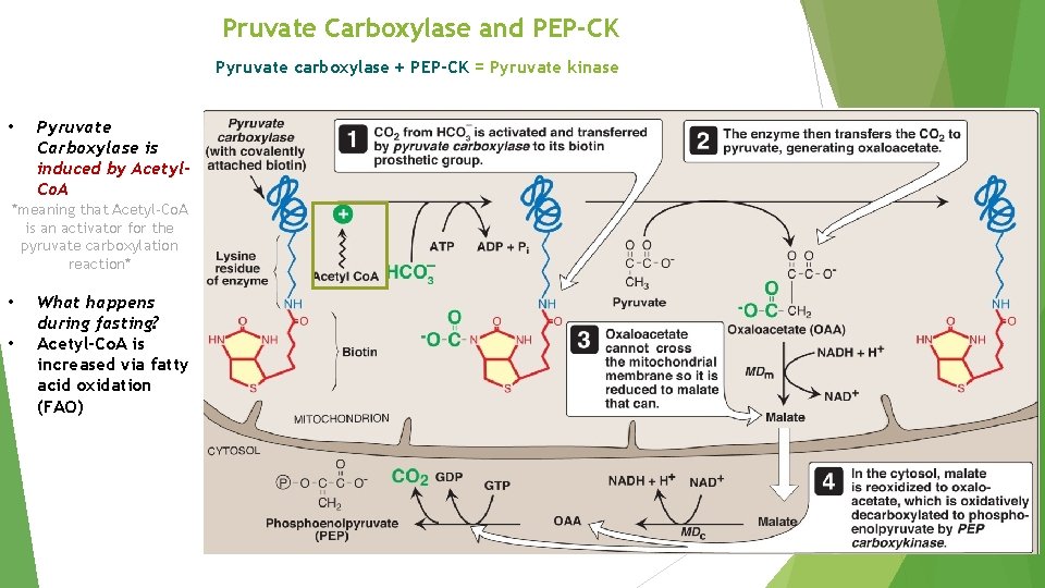 Pruvate Carboxylase and PEP-CK Pyruvate carboxylase + PEP-CK = Pyruvate kinase • Pyruvate Carboxylase