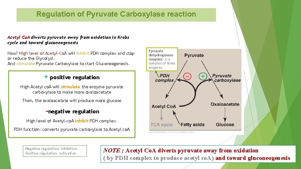 Regulation of Pyruvate Carboxylase reaction Acetyl Co. A diverts pyruvate away from oxidation in