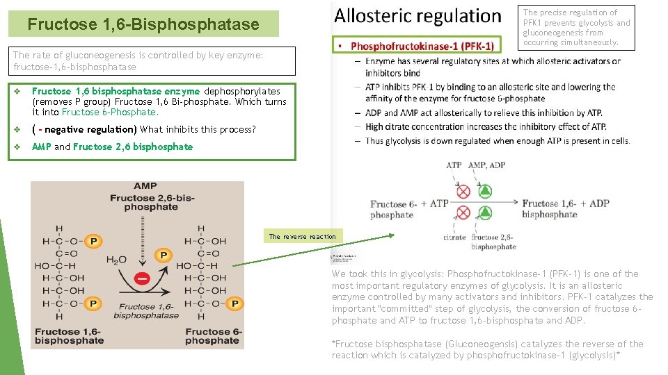 The precise regulation of PFK 1 prevents glycolysis and gluconeogenesis from occurring simultaneously. Fructose