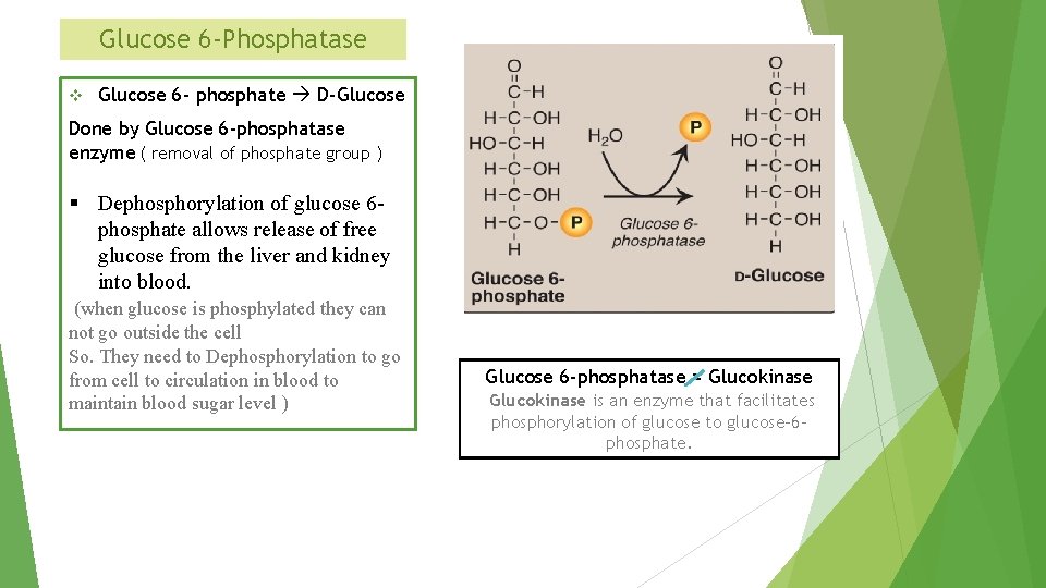 Glucose 6 -Phosphatase v Glucose 6 - phosphate D-Glucose Done by Glucose 6 -phosphatase