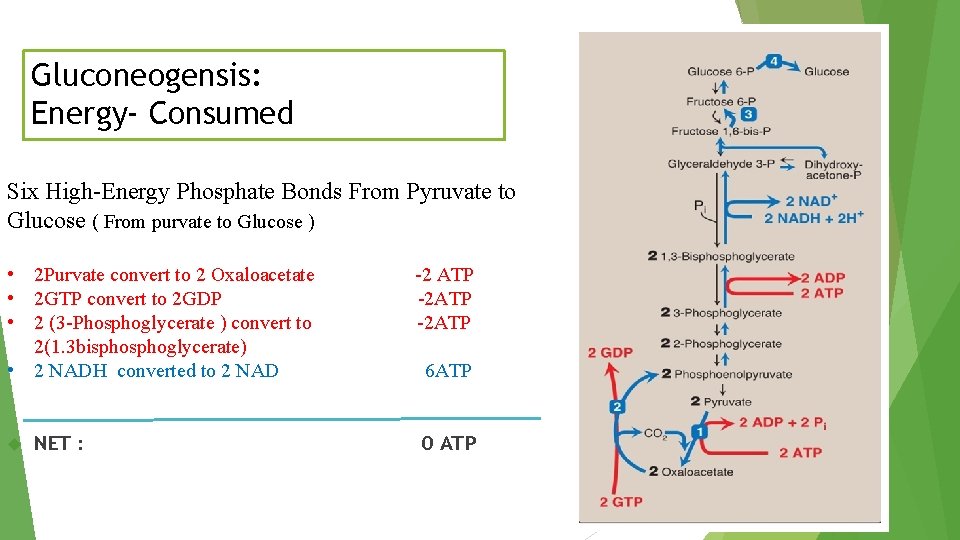 Gluconeogensis: Energy- Consumed Six High-Energy Phosphate Bonds From Pyruvate to Glucose ( From purvate