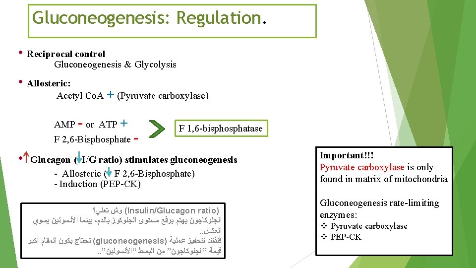 Gluconeogenesis: Regulation. • Reciprocal control Gluconeogenesis & Glycolysis • Allosteric: Acetyl Co. A +