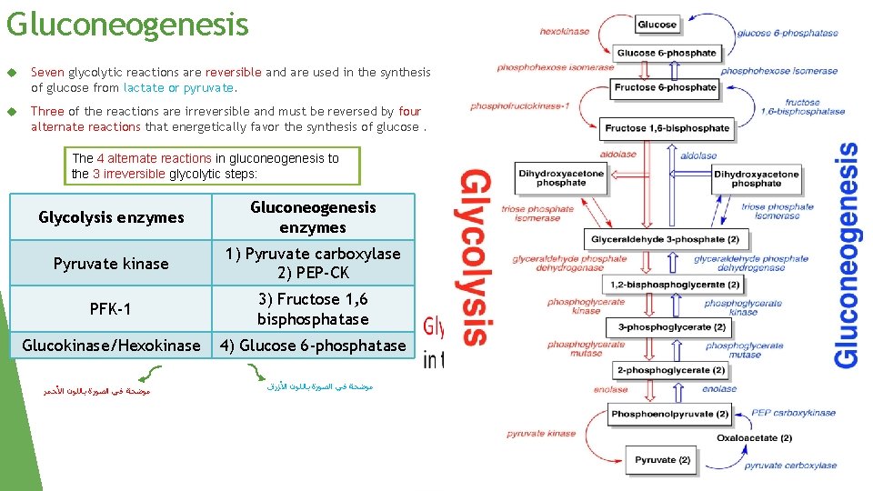 Gluconeogenesis Seven glycolytic reactions are reversible and are used in the synthesis of glucose