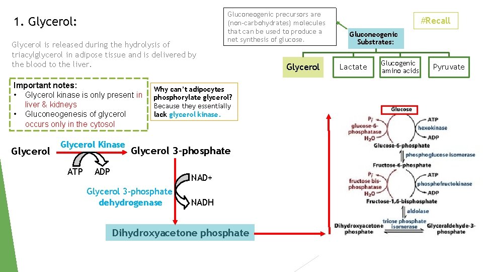 1. Glycerol: Glycerol is released during the hydrolysis of triacylglycerol in adipose tissue and