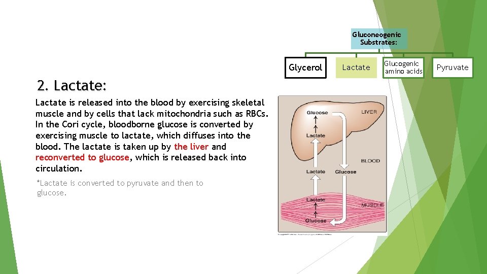 Gluconeogenic Substrates: Glycerol 2. Lactate: Lactate is released into the blood by exercising skeletal