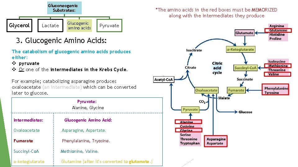 Gluconeogenic Substrates: Glycerol Lactate Glucogenic amino acids *The amino acids in the red boxes