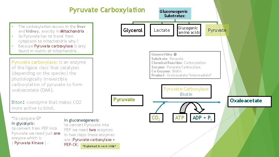 Pyruvate Carboxylation • • • The carboxylation occurs in the liver and kidney, exactly