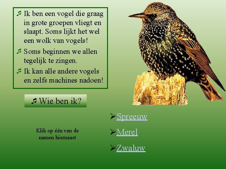 ¯ Ik ben een vogel die graag in grote groepen vliegt en slaapt. Soms