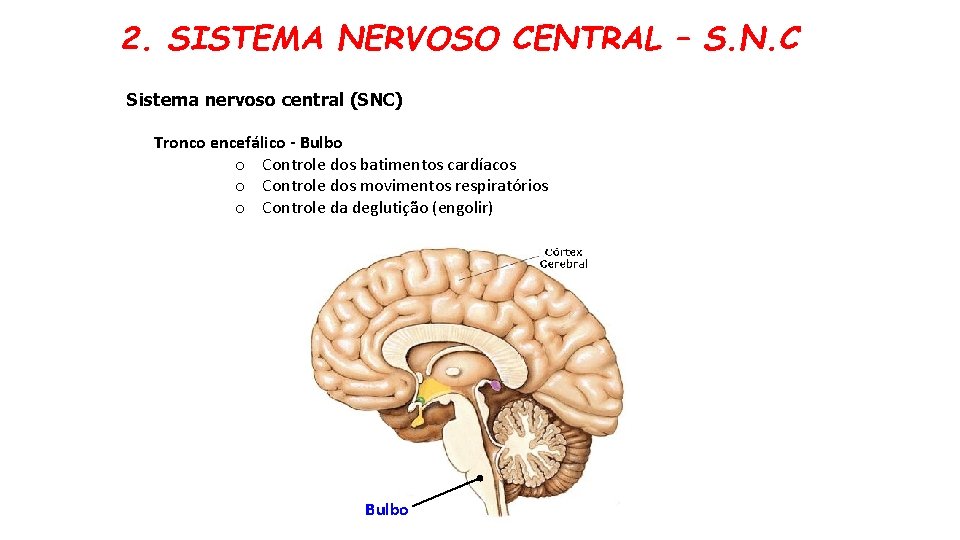 2. SISTEMA NERVOSO CENTRAL – S. N. C Sistema nervoso central (SNC) Tronco encefálico