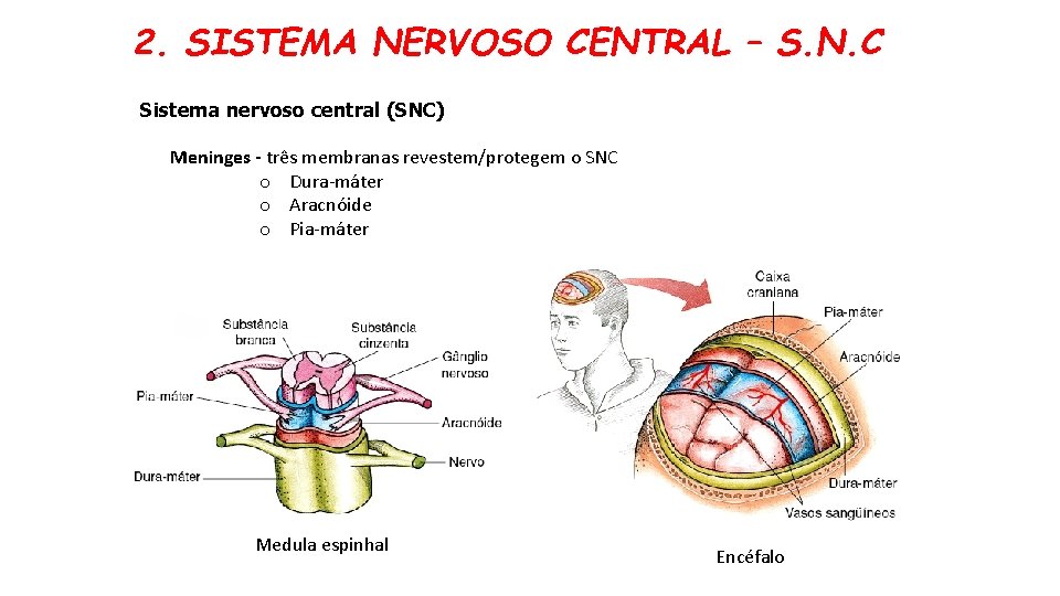 2. SISTEMA NERVOSO CENTRAL – S. N. C Sistema nervoso central (SNC) Meninges -