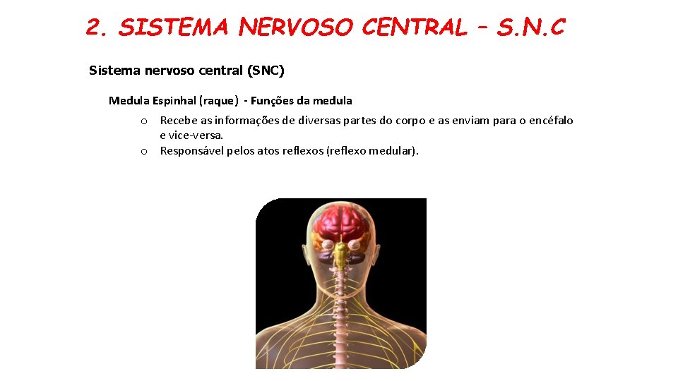 2. SISTEMA NERVOSO CENTRAL – S. N. C Sistema nervoso central (SNC) Medula Espinhal