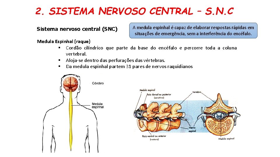 2. SISTEMA NERVOSO CENTRAL – S. N. C Sistema nervoso central (SNC) A medula