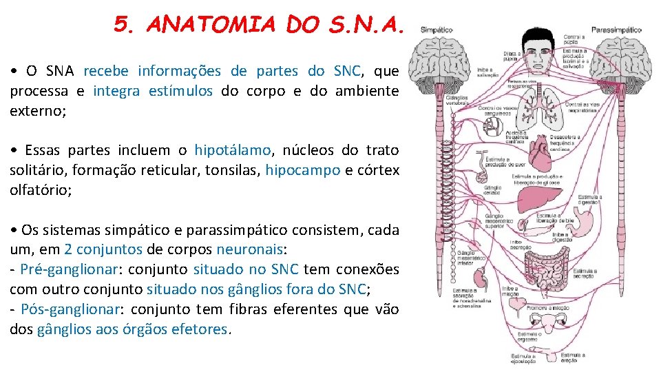 5. ANATOMIA DO S. N. A. • O SNA recebe informações de partes do