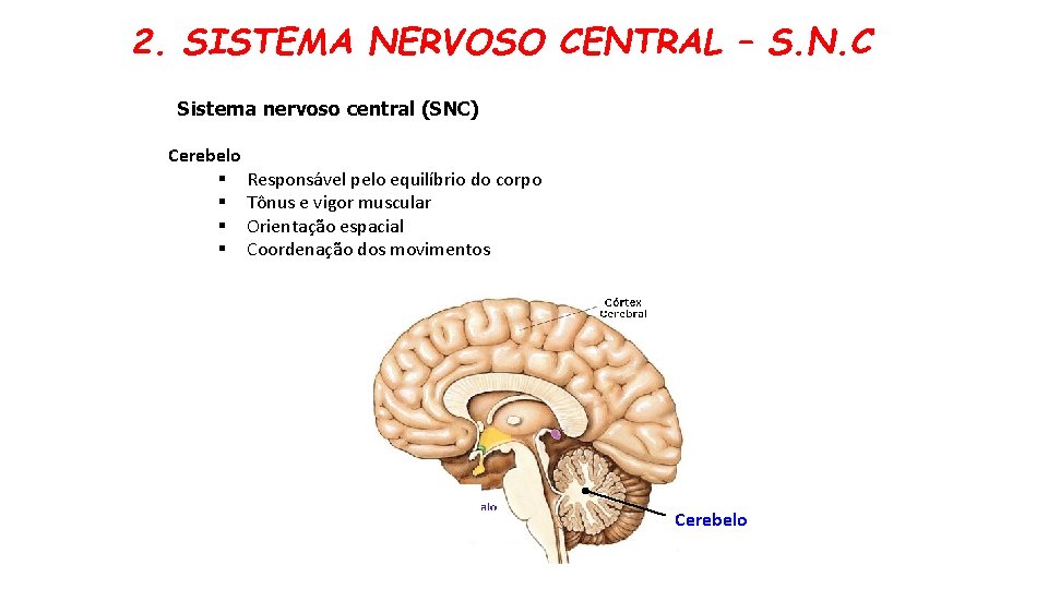 2. SISTEMA NERVOSO CENTRAL – S. N. C Sistema nervoso central (SNC) Cerebelo §