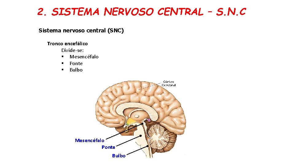 2. SISTEMA NERVOSO CENTRAL – S. N. C Sistema nervoso central (SNC) Tronco encefálico