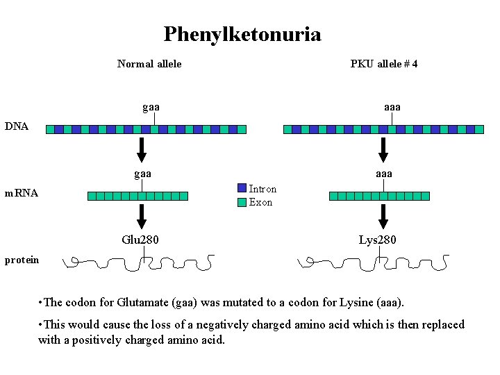 Phenylketonuria Normal allele PKU allele # 4 gaa aaa DNA gaa aaa Intron Exon