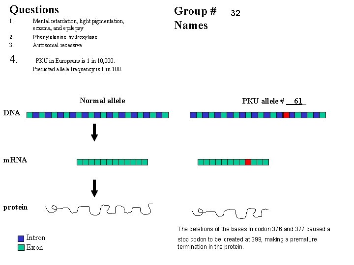 Questions 1. Mental retardation, light pigmentation, eczema, and epilepsy 2. 3. Phenylalanine hydroxylase Autosomal