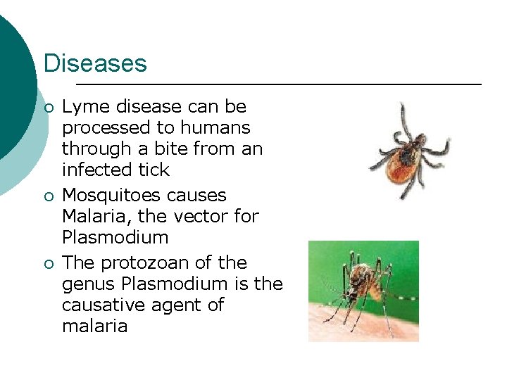Diseases ¡ ¡ ¡ Lyme disease can be processed to humans through a bite
