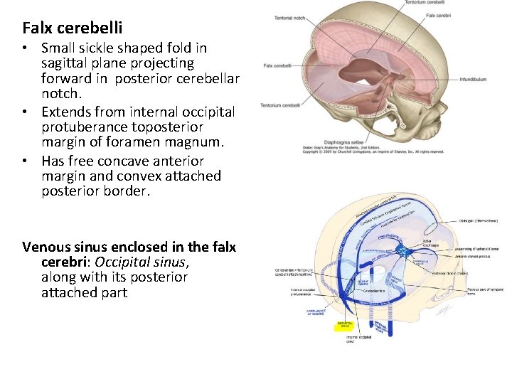 Falx cerebelli • Small sickle shaped fold in sagittal plane projecting forward in posterior