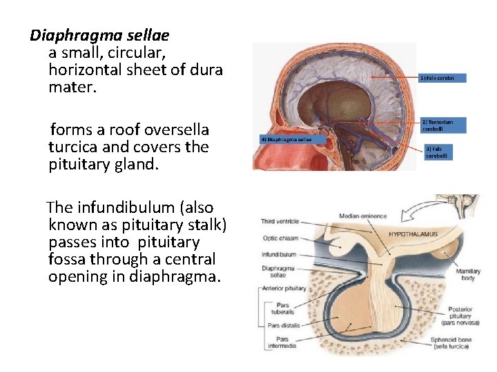 Diaphragma sellae a small, circular, horizontal sheet of dura mater. forms a roof oversella