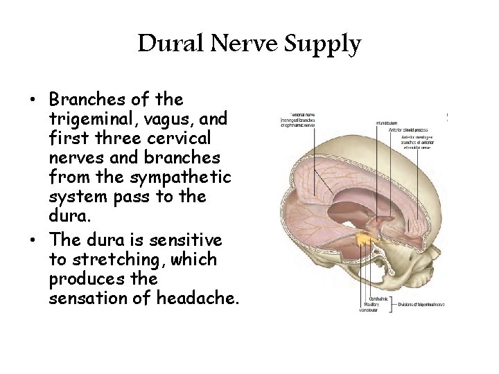 Dural Nerve Supply • Branches of the trigeminal, vagus, and first three cervical nerves