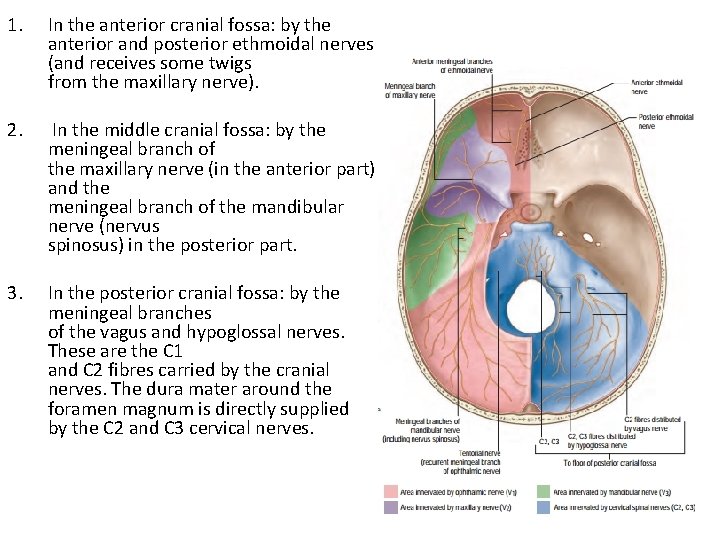 1. In the anterior cranial fossa: by the anterior and posterior ethmoidal nerves (and