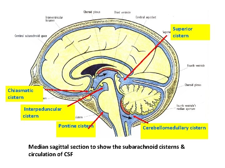 Superior cistern Chiasmatic cistern Interpeduncular cistern Pontine cistern Cerebellomedullary cistern Median sagittal section to