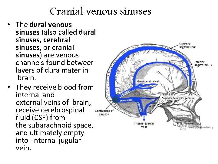 Cranial venous sinuses • The dural venous sinuses (also called dural sinuses, cerebral sinuses,