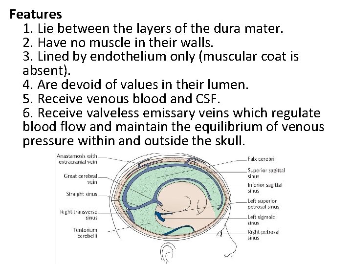 Features 1. Lie between the layers of the dura mater. 2. Have no muscle