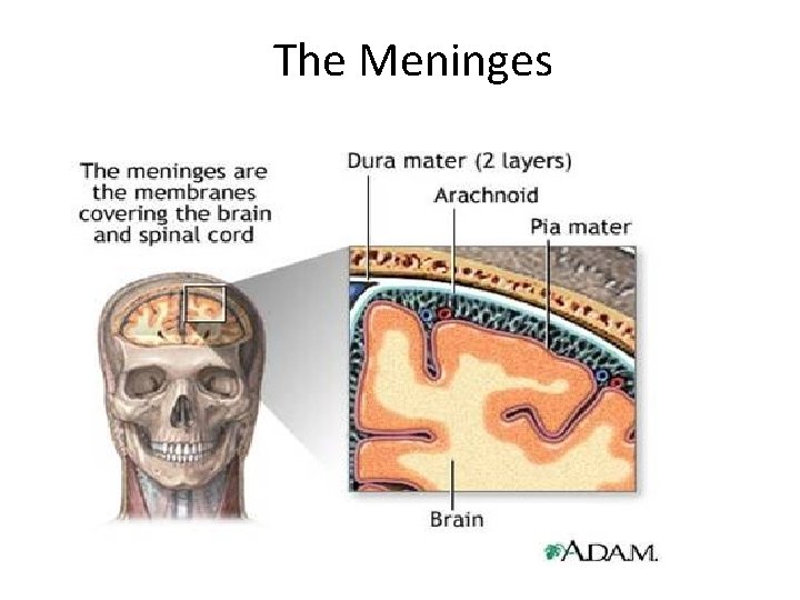 The Meninges 