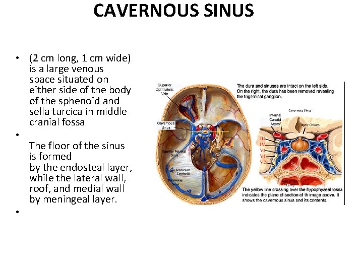 CAVERNOUS SINUS • (2 cm long, 1 cm wide) is a large venous space