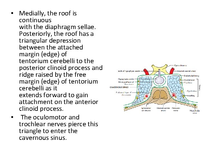  • Medially, the roof is continuous with the diaphragm sellae. Posteriorly, the roof