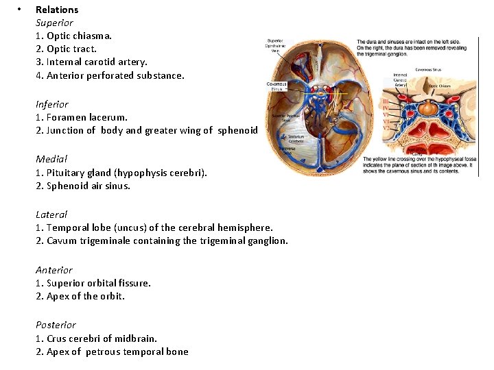  • Relations Superior 1. Optic chiasma. 2. Optic tract. 3. Internal carotid artery.