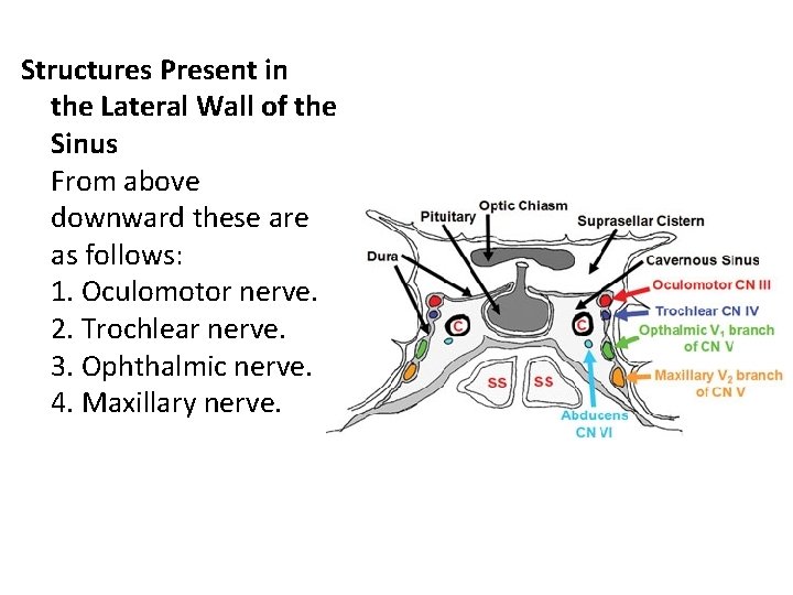 Structures Present in the Lateral Wall of the Sinus From above downward these are