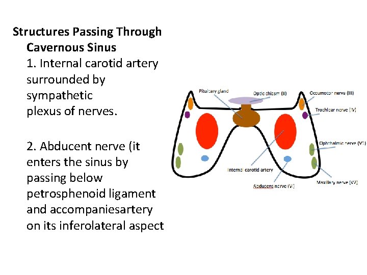 Structures Passing Through Cavernous Sinus 1. Internal carotid artery surrounded by sympathetic plexus of