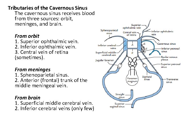 Tributaries of the Cavernous Sinus The cavernous sinus receives blood from three sources: orbit,