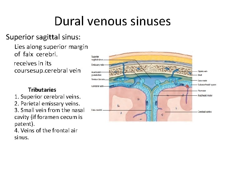 Dural venous sinuses Superior sagittal sinus: Lies along superior margin of falx cerebri. receives