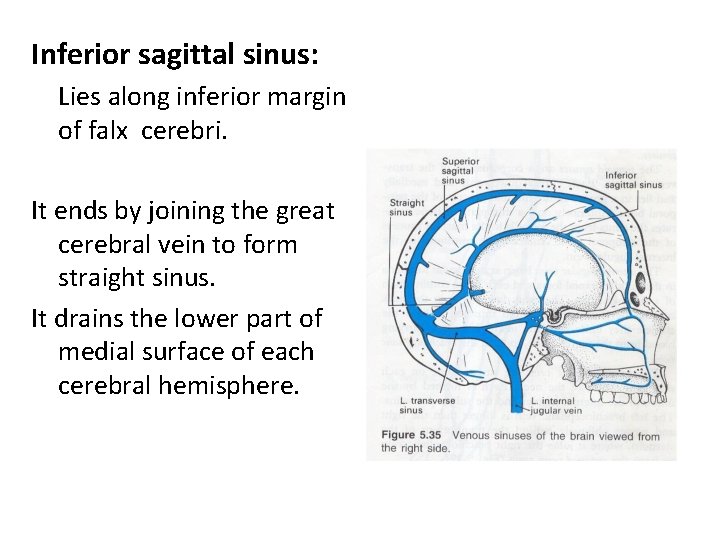 Inferior sagittal sinus: Lies along inferior margin of falx cerebri. It ends by joining