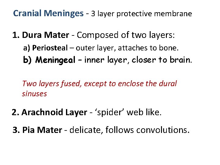 Cranial Meninges - 3 layer protective membrane 1. Dura Mater - Composed of two