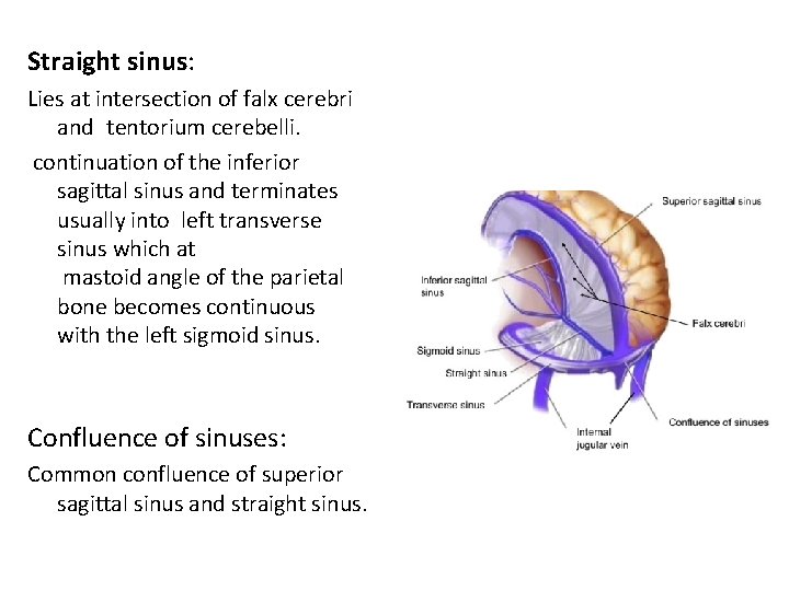 Straight sinus: Lies at intersection of falx cerebri and tentorium cerebelli. continuation of the