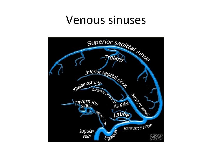 Venous sinuses 