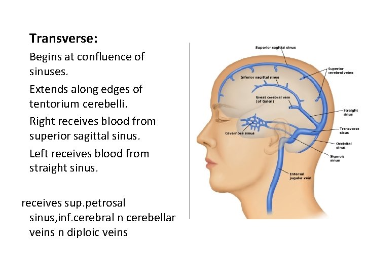 Transverse: Begins at confluence of sinuses. Extends along edges of tentorium cerebelli. Right receives