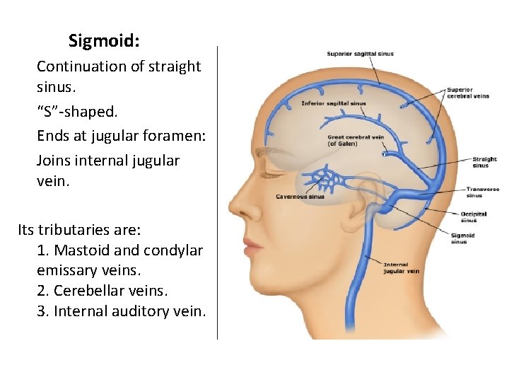 Sigmoid: Continuation of straight sinus. “S”-shaped. Ends at jugular foramen: Joins internal jugular vein.